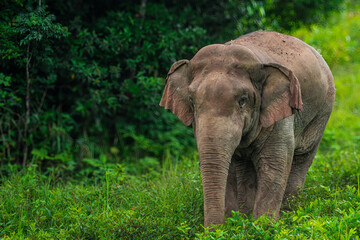 Fototapeta premium Elephants are large mammals and are the largest land animals. Wild elephants eat plants. They are big, have a small head, big legs, and have a trunk that reaches to the ground. That trunk is the nose.
