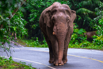 Fototapeta premium Elephants are large mammals and are the largest land animals. Wild elephants eat plants. They are big, have a small head, big legs, and have a trunk that reaches to the ground. That trunk is the nose.