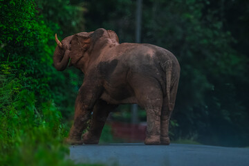 Naklejka premium Elephants are large mammals and are the largest land animals. Wild elephants eat plants. They are big, have a small head, big legs, and have a trunk that reaches to the ground. That trunk is the nose.