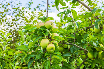 Close up view of unripe green apples growing on tree branch with fresh leaves against blue sky. Sweden.