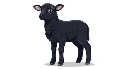 A cute black lamb standing on a white background