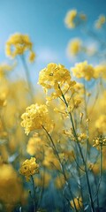 Fototapeta premium Vibrant yellow flowers in a field under a bright blue sky