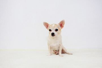 Chihuahua dog sitting on a white background