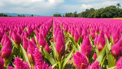 Foto auf Acrylglas Rosa A colorful field of hybrid pink lavenders bloom under a blue sky, capturing the beauty of a summer landscape in the countryside  © Artist
