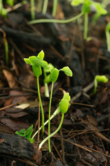 Close-up of tree seedlings,small green plant is growing in the dirt. The plant is small and has a lot of leaves