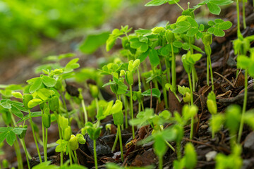 Close-up of tree seedlings,small green plant is growing in the dirt. The plant is small and has a lot of leaves