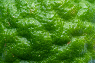 Macro close up of kaffir lime peel,Close-up macro texture of lime peel,Macro close up of kaffir lime peel.