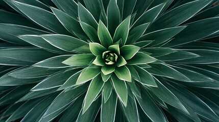 Close-up symmetrical plant, radiating green leaves