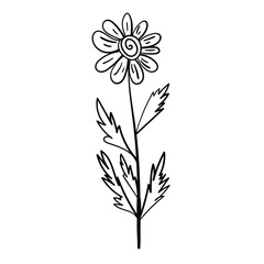 Botanical contour illustration. Floral motif with nature-inspired simplicity.