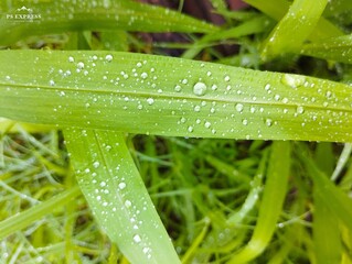 Fresh Dew on Grass Blade Morning Rain Macro Shot