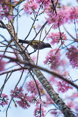Bird on a Cherry Tree During Blossom Season