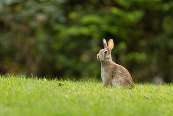 Bunny sitting in  the grass