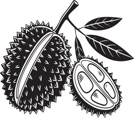 Hand-drawn illustration of a durian fruit on a branch with leaves and a cut half