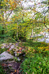 Within the Celtic forests of Eryri National Park, Wales, with some trees starting to turn  in the early autumn