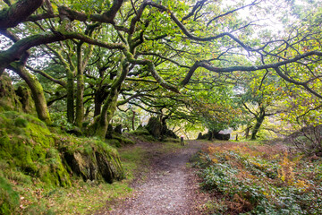 Ancient oak trees with their branches hanging over a trail on the banks of Llyn Dinas, in Eryri National Park in Wales