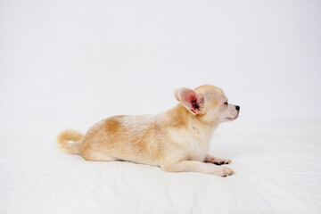 
Chihuahua dog lying on a white backgroundChihuahua dog lying on a white background