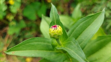 Red Zinnia Bloom with Golden Center and Green Foliage