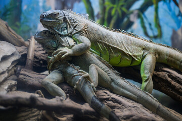 iguana in the zoo