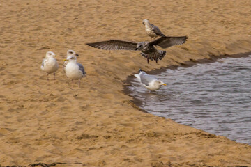 A young European Herring gull, with its brown spotted plumage, coming in to land on the beach at Three Cliffs Bay in Wales.
