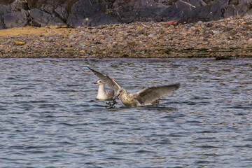 A sub adult European Herring Gull, busy washing seaweed to eat, in the Pennard Pill stream at Three cliffs Bay in Wales.