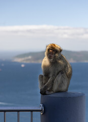 Barbary Macaque in Gibraltar