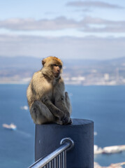 Barbary Macaque in Gibraltar