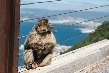 Barbary Macaque in Gibraltar