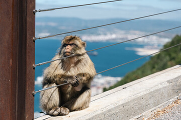 Barbary Macaque in Gibraltar