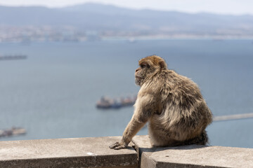 Barbary Macaque in Gibraltar
