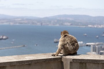 Barbary Macaque in Gibraltar
