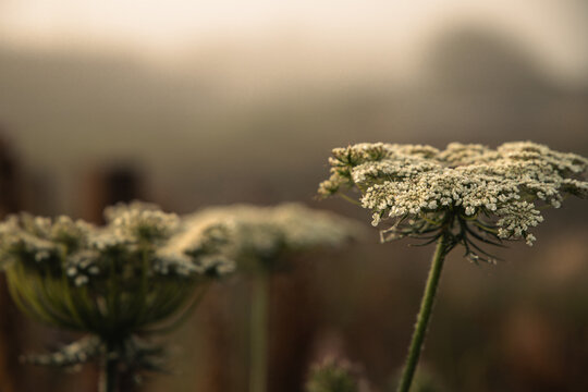 Daucus carota on misty morning