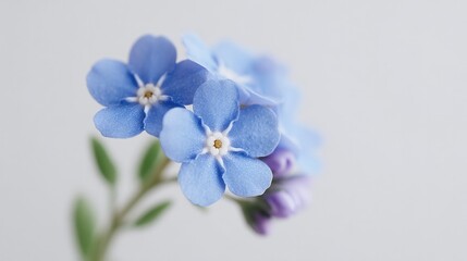 Delicate blue flowers with intricate petals, softly contrasting