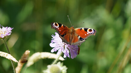 Macro image of a Peacock Butterfly perched on a Field Scabious flower, Derbyshire England

