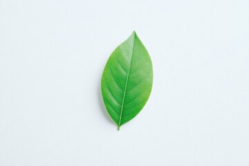 Obraz premium Bright green leaf showcasing detailed veins on minimalistic ligh