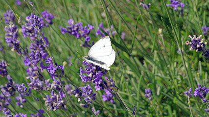 Macro image of a Small White butterfly on English lavender, Derbyshire England
