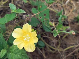 Golden Trumpet Vine Blooms: Vibrant Yellow Flowers in Nature (Scientific Name: Allamanda cathartica)