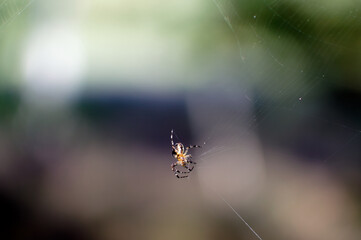 Close-Up of cross Spider on Web