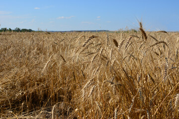 a close up of wheat field with ripe ears of wheat under a clear blue sky, ready for harvest