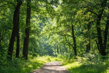 Obraz premium Sunlight filters through lush green trees along tranquil forest