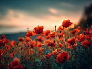 Obraz premium Vibrant red poppy field at sunset with soft glowing light and blurred background perfect for nature lovers