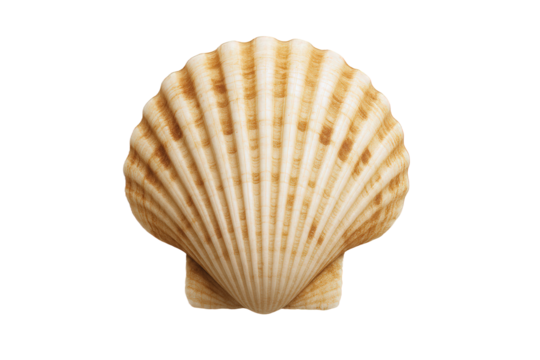 Detailed Close-up of a Textured Beige and Brown Scallop Shell with Prominent Ribs