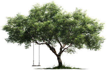Tree with a wooden swing, transparent background