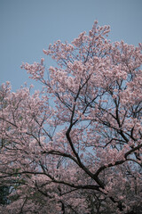 Cherry blossoms in Tokyo