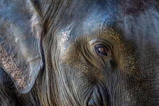 Close-up of an Asian elephant's eye looking at the camera in Thailand, Asia