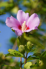Beautiful flower Chinese hibiscus purple family Malvaceae branch leaves on sky background nature flora