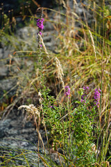 Lythrum salicifolium Weeping grass perennial herbaceous medicinal plant purple flowers macro nature flora Bulgaria