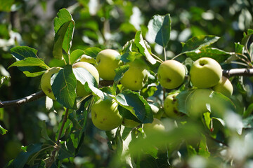
apple tree branch with green apples against blue sky