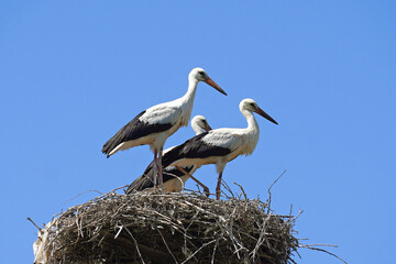 three storks in a nest grown chicks big birds against a blue sky