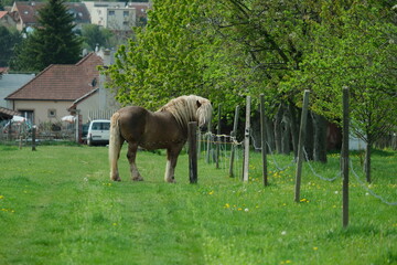 Naklejka premium Draft Horse Grazing in a Garden