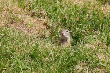 Gopher Peeking from Burrow
